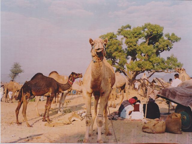 camel