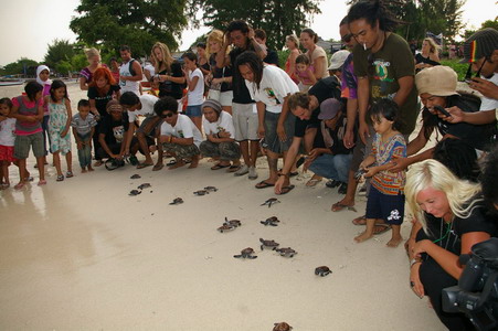 turtle release